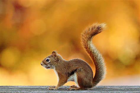 squirrel